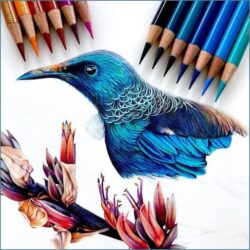 Art with Coloured Pencils