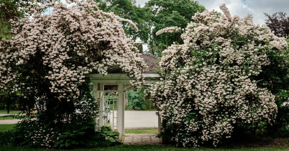Grosvenor Lodge arbour